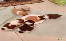 Shih Tzu dogs for sale: Shih Tzu puppies  - Advert 3