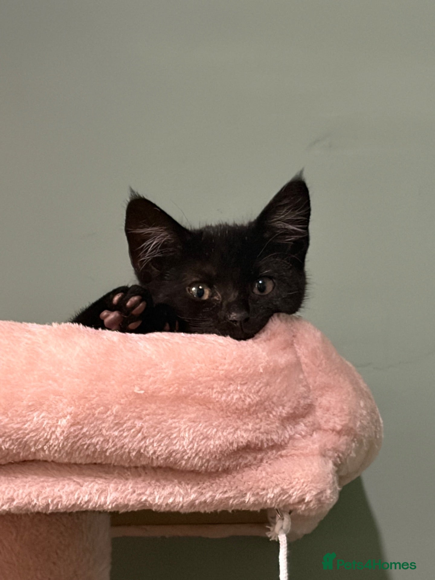 Mixed Breed cats Black kitten for sale  - Advert 10