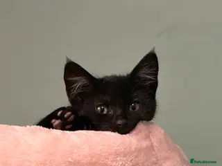 Mixed Breed cats Black kitten for sale - Advert 4
