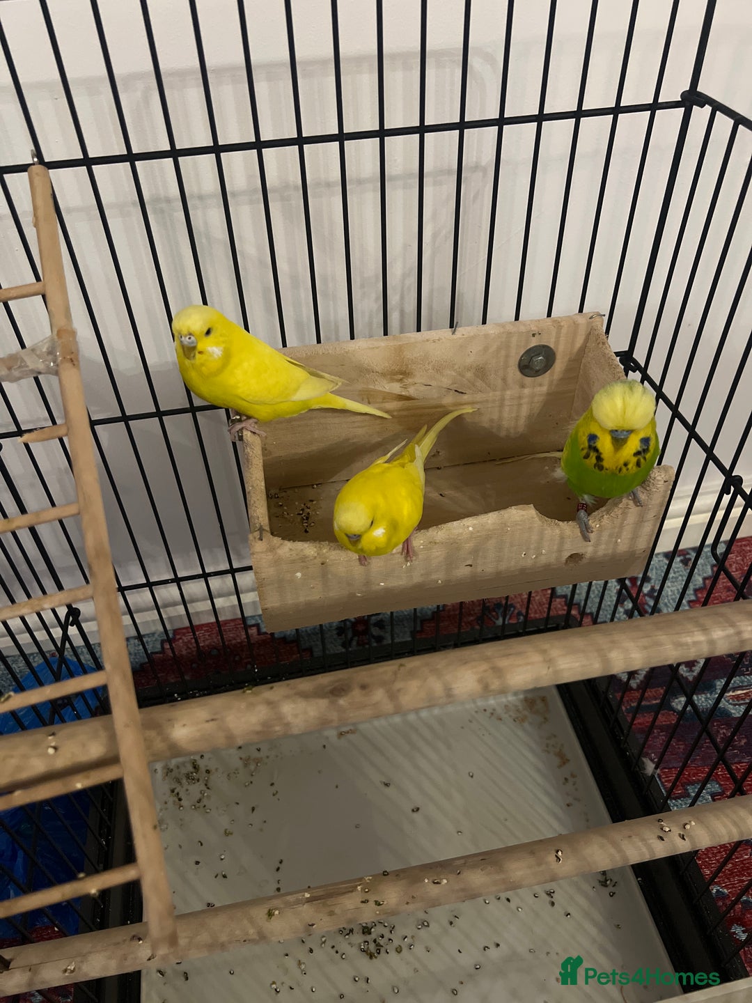 Budgerigars birds for sale: 3 budgies for sale - Advert 3