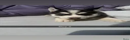 Siberian Husky dogs for sale: 4 beautiful huskies for sale in Dagenham - Advert 8