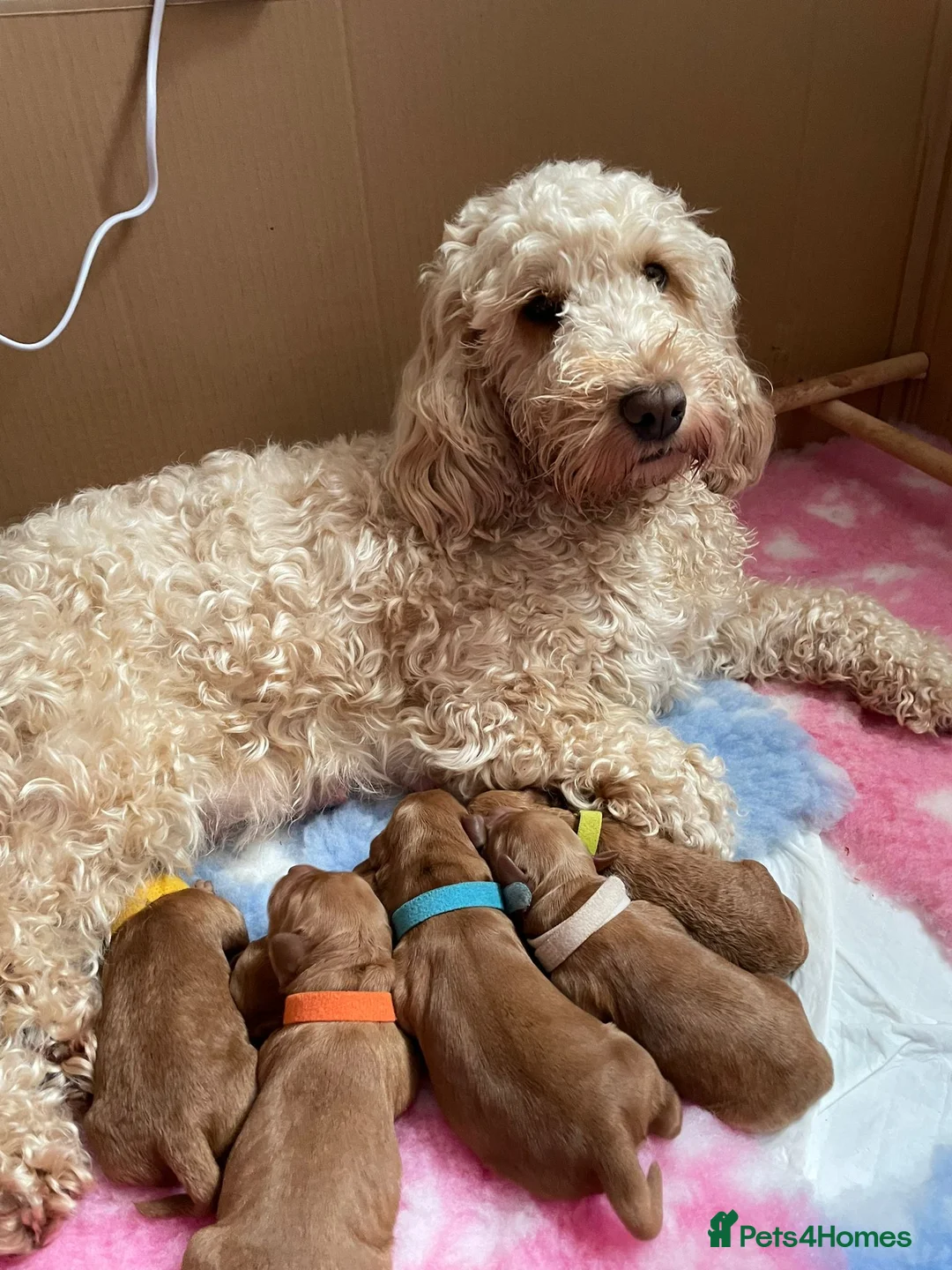 Cockapoo dogs for stud: **PROVEN**Beautiful Red F1 Cockapoo for Stud in Kilmarnock - Advert 8