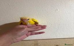 Parakeets birds for sale: Buttercup Kakariki - Advert 1