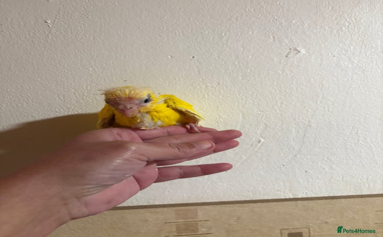 Parakeets birds Kakariki - Advert 7