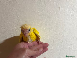 Parakeets birds for sale: Buttercup Kakariki - Advert 1