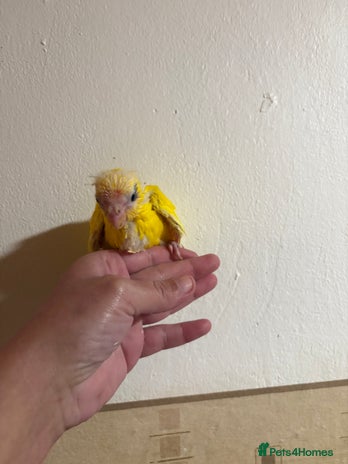 Parakeets birds Buttercup Kakariki - Advert 2