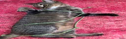 Mixed Breed cats for sale: Lovely female Tabby looking for new home  - Advert 7