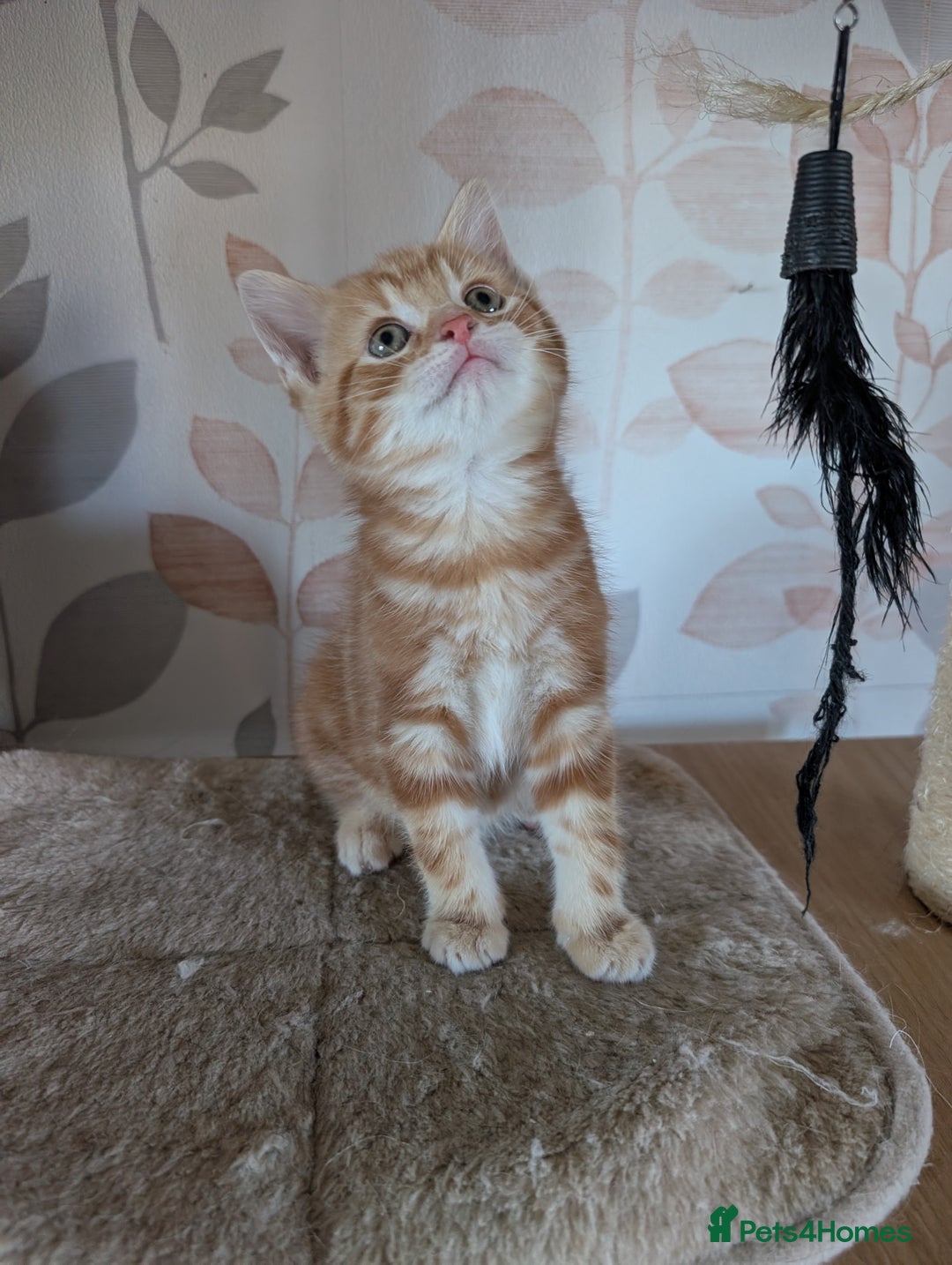 Mixed Breed cats for sale: Gorgeous kittens available soon - Image 2