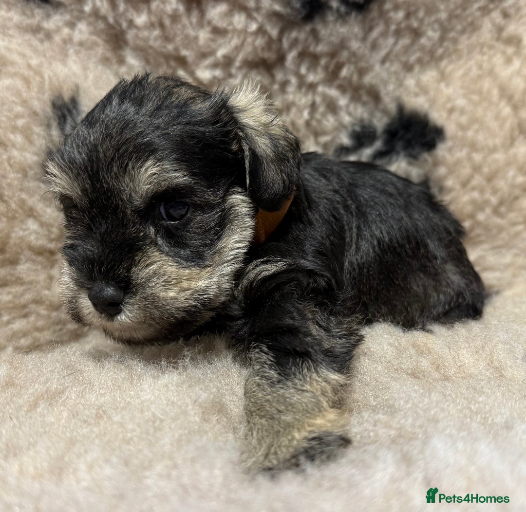 Miniature Schnauzer dogs for sale: Beautiful miniature schnauzers pups - Image 13