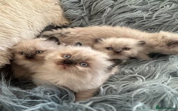 Ragdoll cats for sale: 4 beautiful Ragdool kittens available for booking  - Advert 1