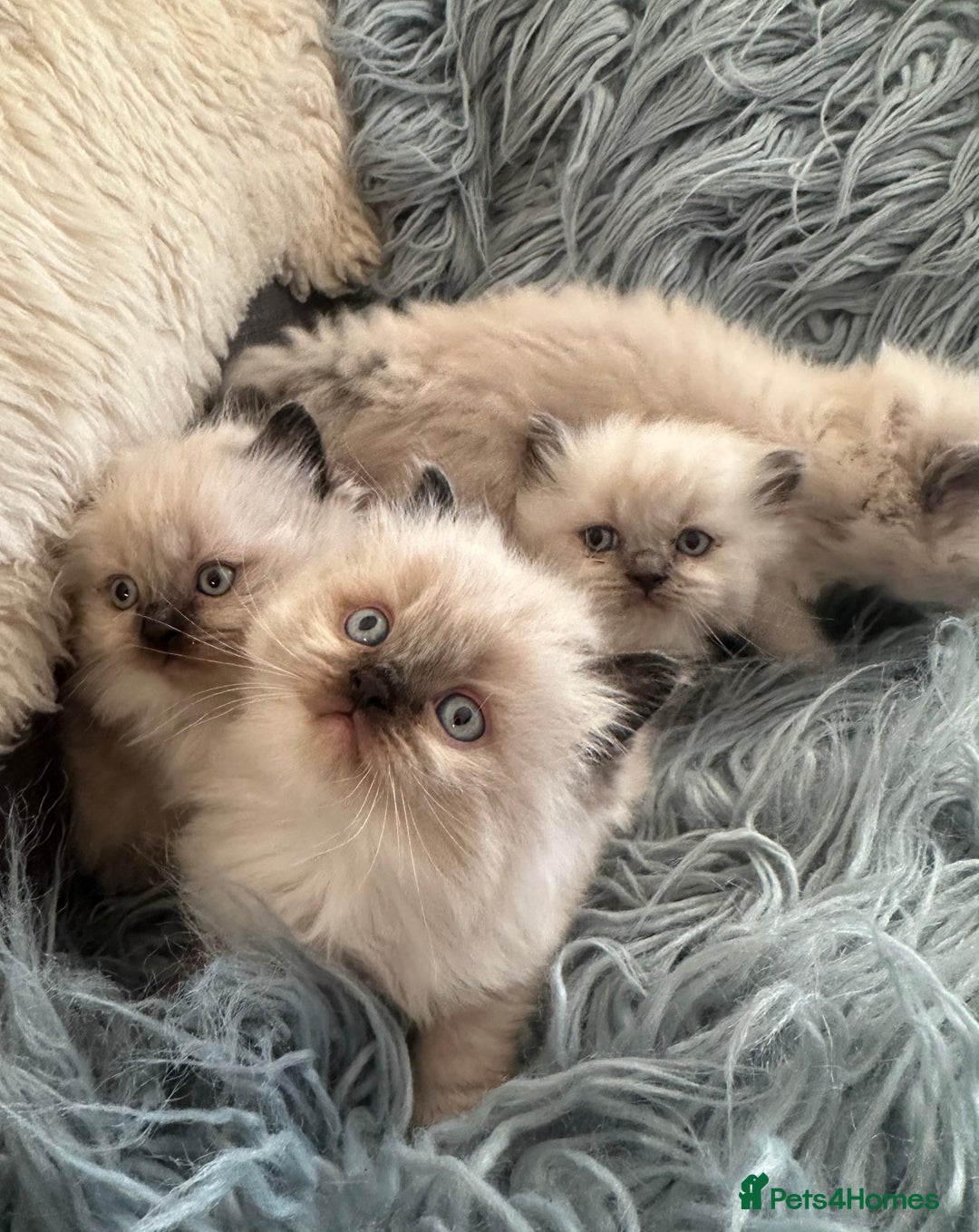 Ragdoll cats for sale: 4 beautiful Ragdool kittens available for booking  - Advert 1