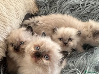 Ragdoll cats 4 beautiful Ragdool kittens available for booking - Advert 4