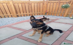 Mixed Breed dogs for adoption: Magnificent Rex GSD cross  - Image 6