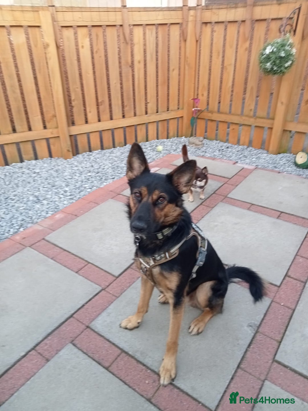 Mixed Breed dogs for adoption: Magnificent Rex GSD cross  - Image 6