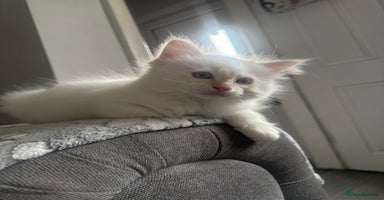 Ragdoll cats - Advert 2