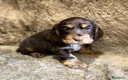 Cocker Spaniel dogs for sale: Beautiful Cocker Spaniel Litter - Image 9