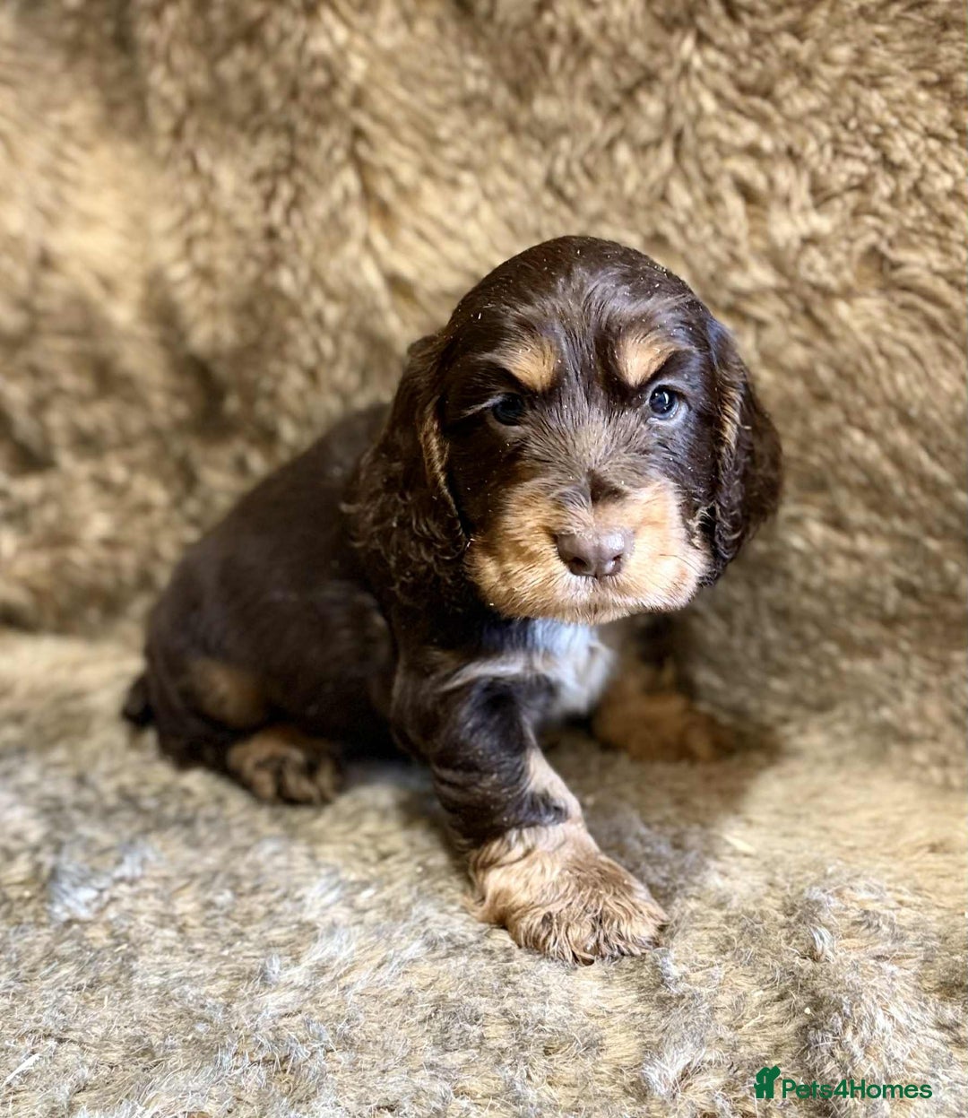 Cocker Spaniel dogs for sale: Beautiful Cocker Spaniel Litter - Image 9