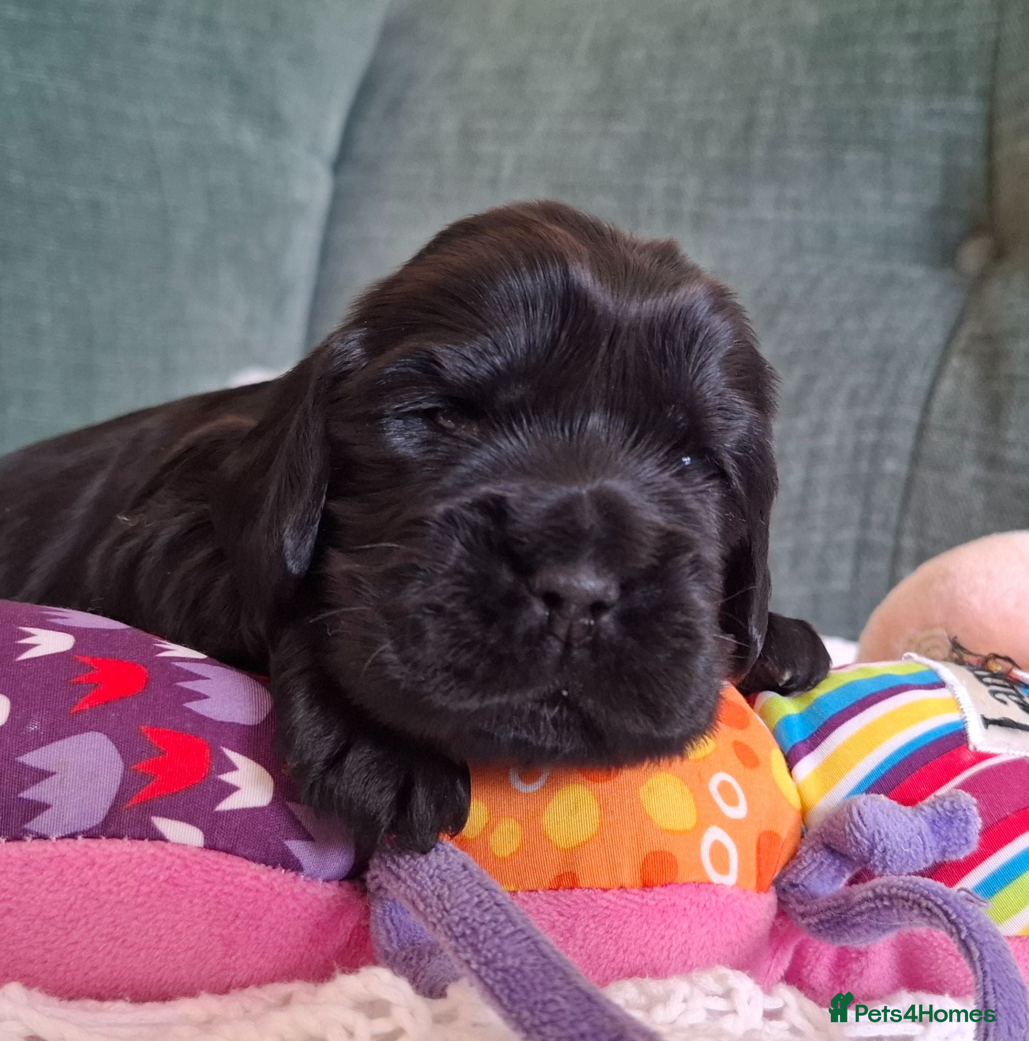 Cocker Spaniel dogs Show type KC Reg Cocker Spaniel Puppies Available - Advert 1