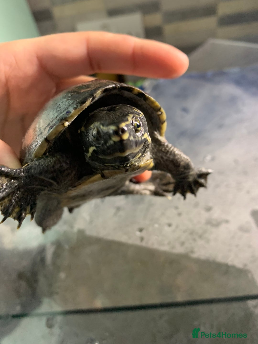 Terrapin reptiles for sale: A pair of Musk turtles  - Advert 5