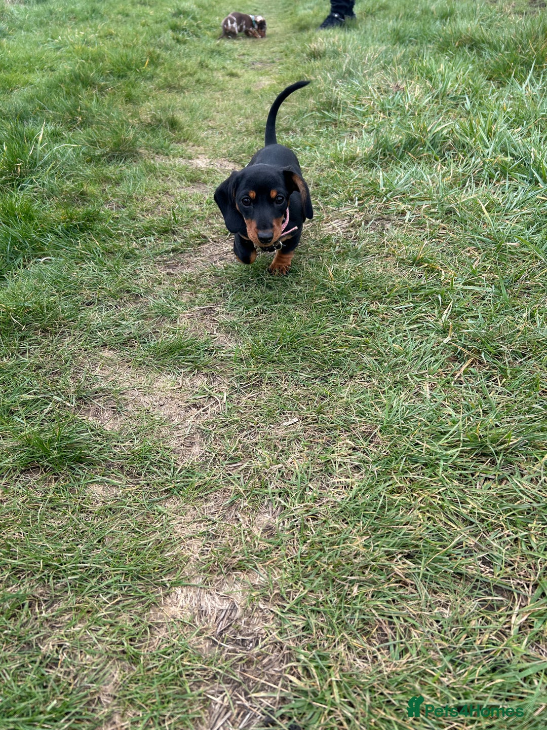 Miniature Dachshund dogs for sale: Miniature Dachshund  - Image 8