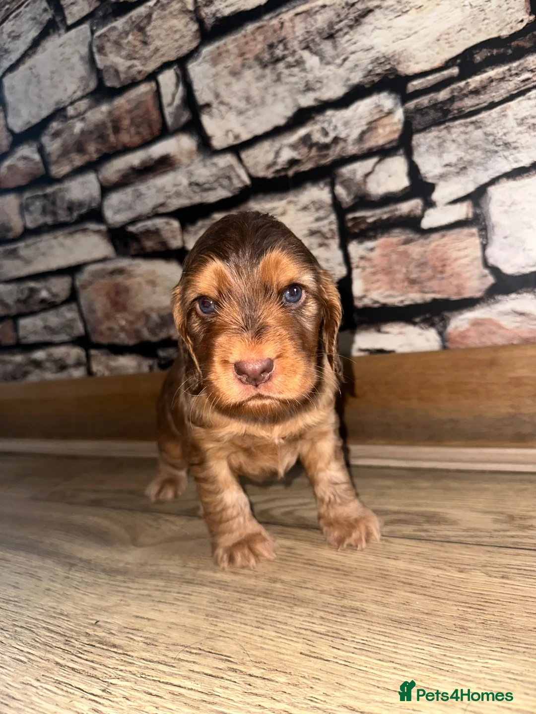 Cocker Spaniel dogs for sale: Cocker spaniel puppies for sale  - Advert 1