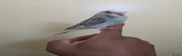 Budgerigars birds for sale: Super friendly hand tamed baby budgies for sale  - Advert 8