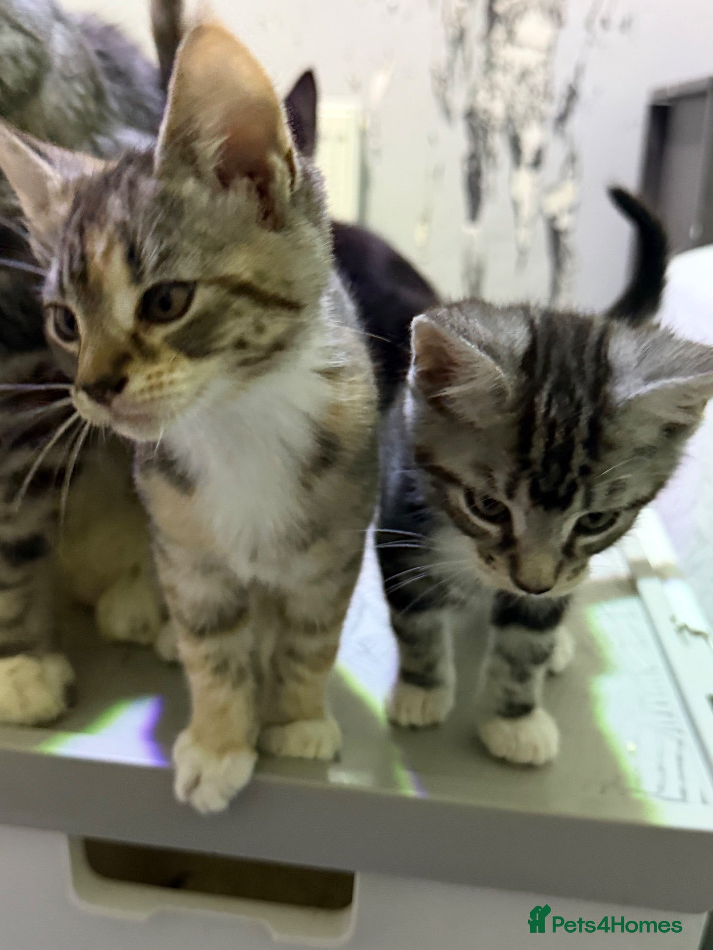 Mixed Breed cats for sale: Maine coon cross kittes - Advert 4