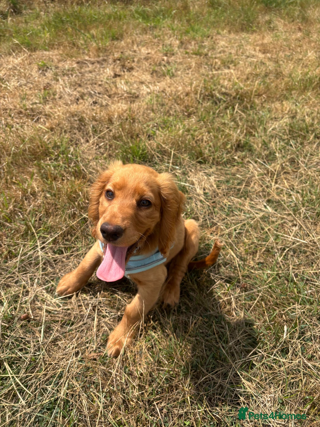 Cocker Spaniel dogs for sale: 14 Week Old Cocker Spaniel Puppy - Image 7