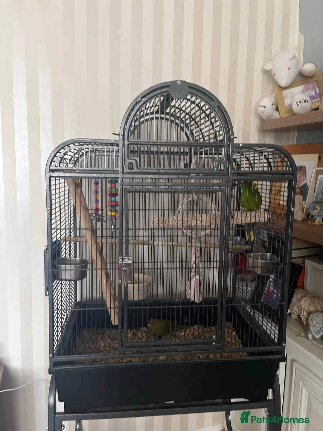Parakeets birds for sale: Kakariki’s in Swadlincote - Advert 1