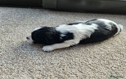 Shihpoo dogs for sale: Shihpoo puppies in Devon ... we've arrived!  - Image 16