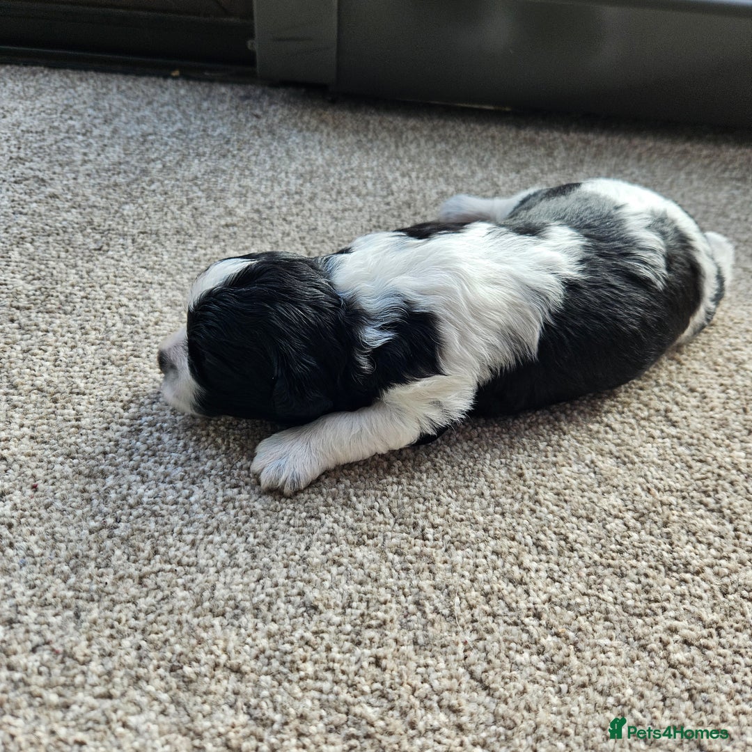Shihpoo dogs for sale: Shihpoo puppies in Devon ... we've arrived!  - Image 16
