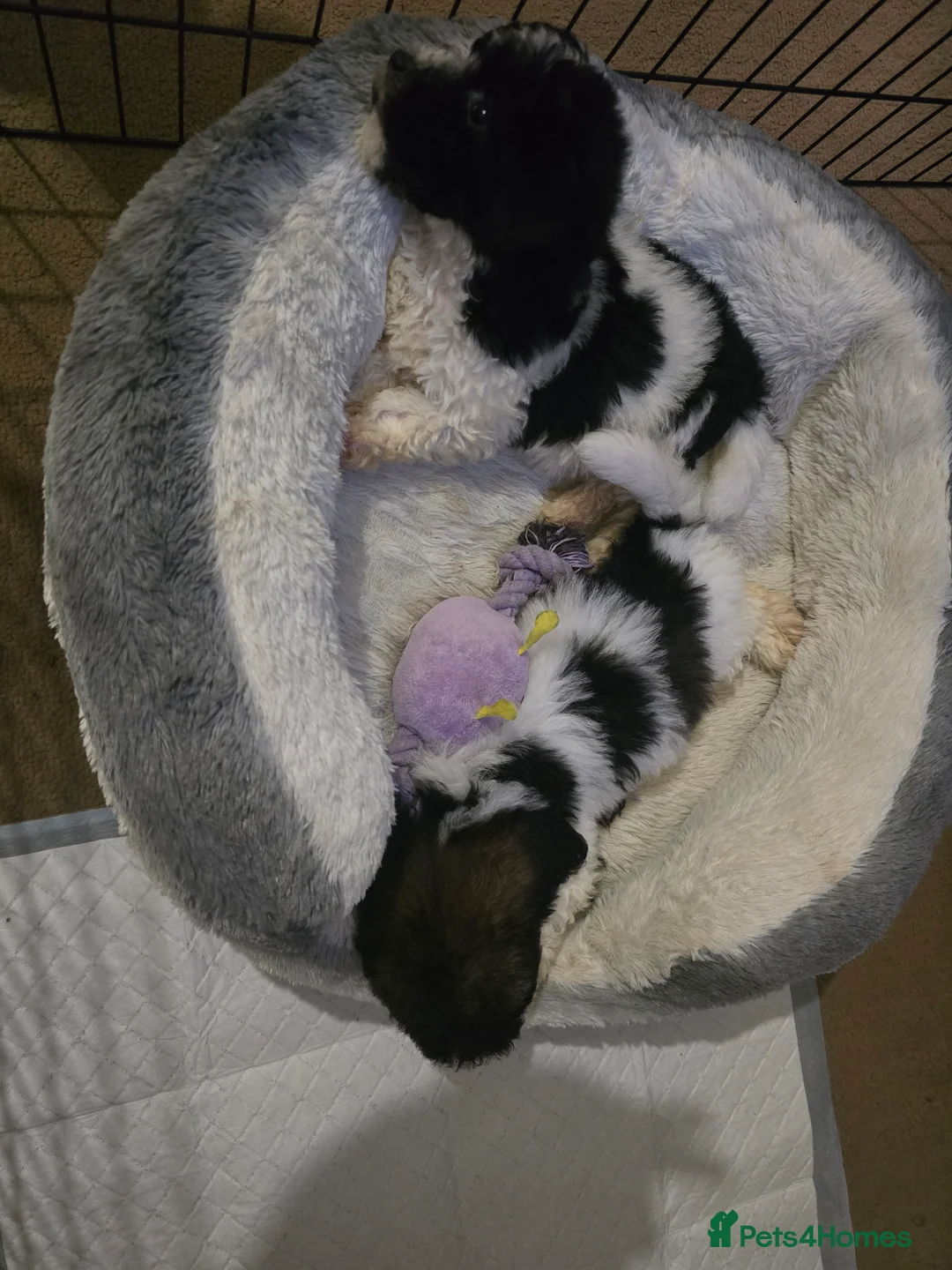 Mixed Breed dogs for sale: Bichon puppies  - Advert 7