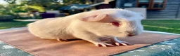 Guinea Pig rodents for sale: Guinea pigs for loving new homes - Advert 9