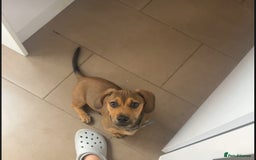 Mixed Breed dogs for sale: Dachshund  - Image 3