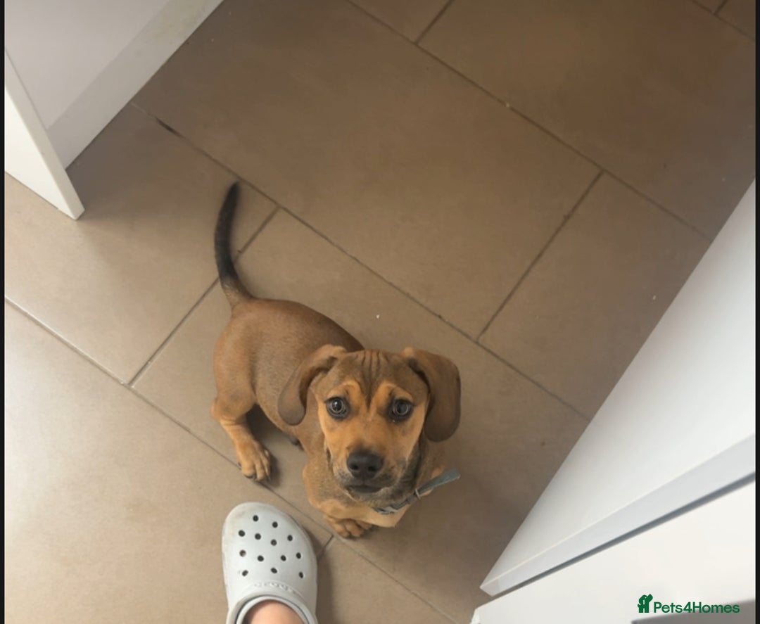 Mixed Breed dogs for sale: Dachshund  - Image 3