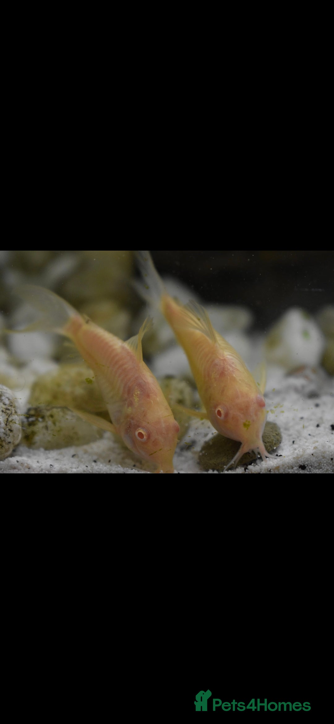 Catfish fish for sale: Catfish  - Advert 10