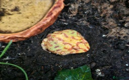 Frog reptiles for sale: Pac man frogs with enclosure  - Image 3