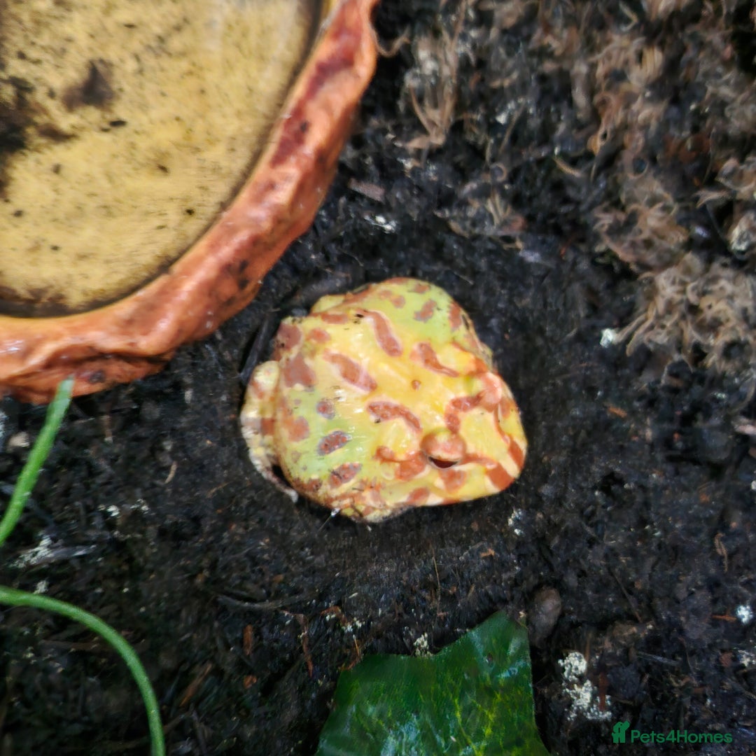 Frog reptiles for sale: Pac man frogs with enclosure  - Image 3