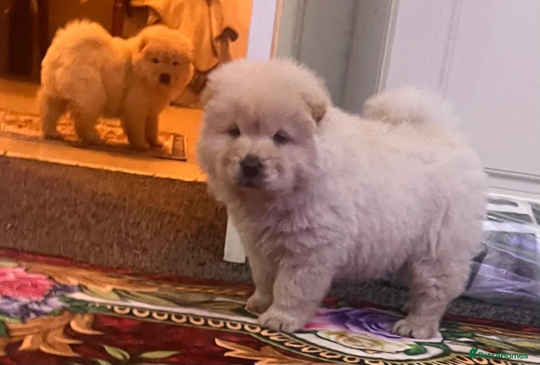 Chow Chow dogs for sale: Chow Chow   - Image 2