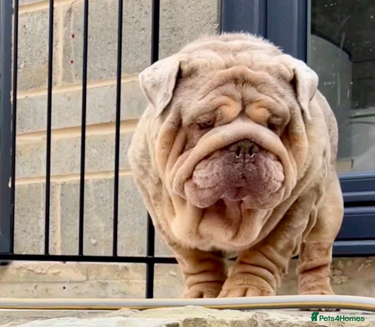 English Bulldog dogs Hellboy son of Mr Muscles  - Advert 2