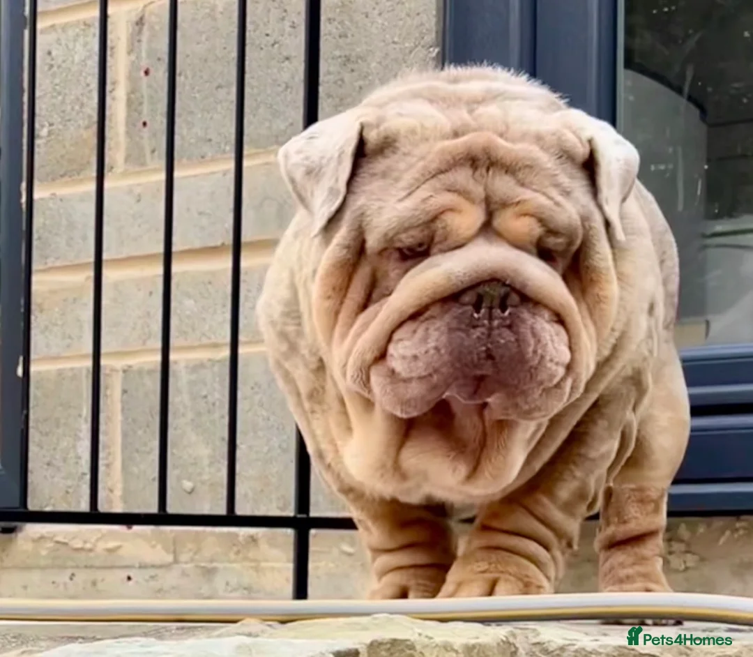 English Bulldog dogs for stud: Hellboy son of Mr Muscles  - Advert 1