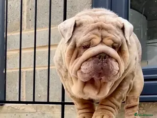 English Bulldog dogs Hellboy son of Mr Muscles - Advert 2
