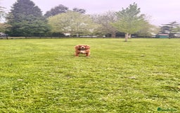 Cocker Spaniel dogs for sale: Healthy Cocker Spaniel puppies Working type  - Image 5