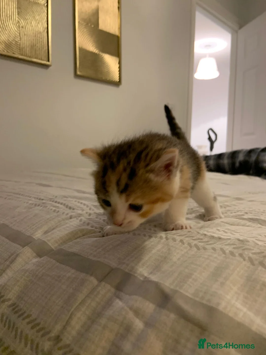 Mixed Breed cats for sale: Beautiful Playful Kittens Ready for Loving Homes - Advert 10