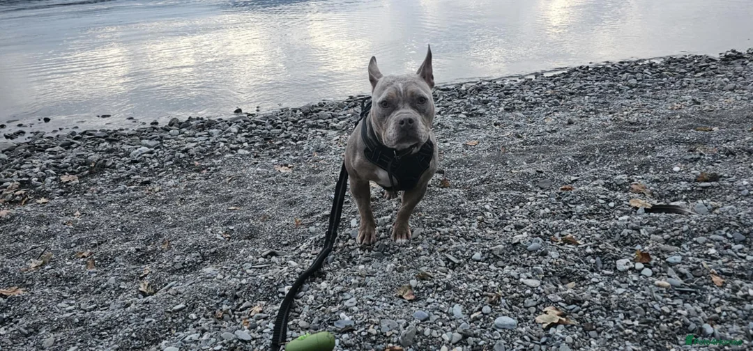 American Bully dogs for sale: Marley - Merle Pocket Bully - Age 2 - Advert 1