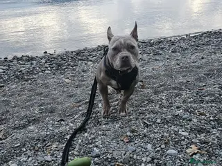 American Bully dogs Marley - Merle Pocket Bully - Age 2 - Advert 1