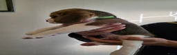 Beagle dogs for sale: Beagle puppies ready for love!! - Advert 29