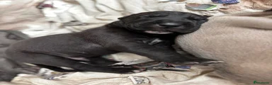 Great Dane 1