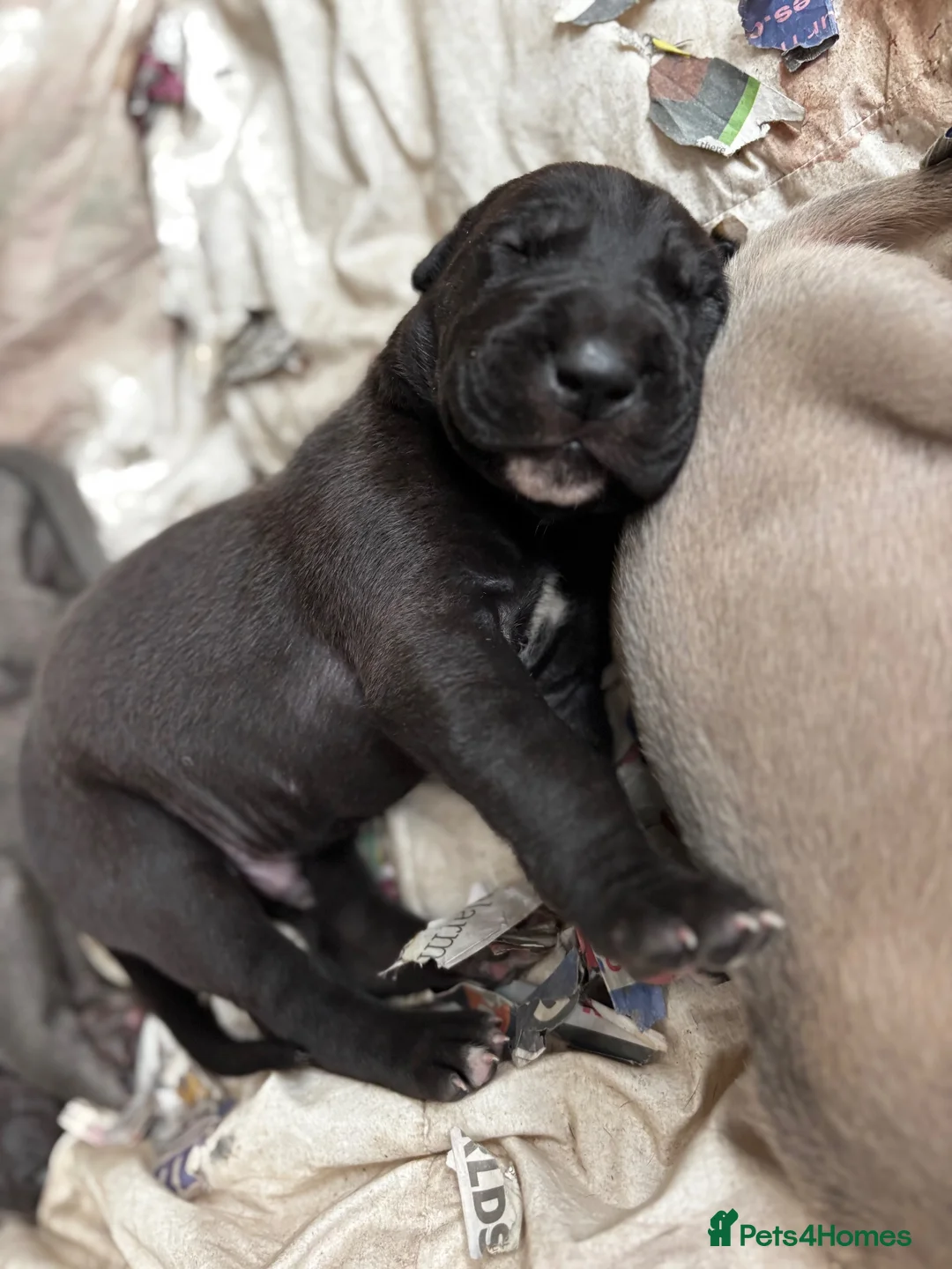 Great Dane dogs for sale: 5 Great Dane puppies for sale in Thetford - Advert 1