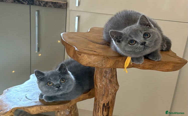 British Shorthair cats - Advert 4